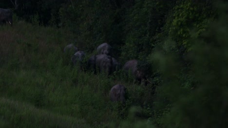 A-big-herd-in-a-line-rushing-down-the-hill-going-through-tall-grass-and-the-edge-of-the-forest-just-before-dark,-Indian-Elephant-Elephas-maximus-indicus,-Thailand
