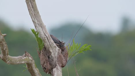 Seen-from-its-back-above-the-nest-and-then-jumps-in-to-take-care-of-its-nestlings,-Ashy-Woodswallow-Artamus-fuscus,-Thailand