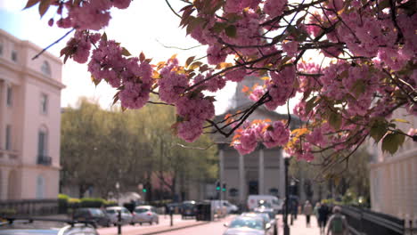 Spring-cherry-blossom-in-city-street,-Marylebone,-London