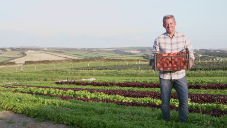 Farmer-With-Organic-Tomato-Crop-On-Farm-Shot-On-RED-camera