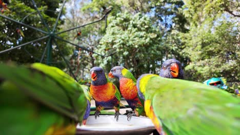 A-group-of-Rainbow-Lorikeet-birds-gathered-together-to-feed-from-a-dish-full-of-food-at-a-wildlife-sanctuary