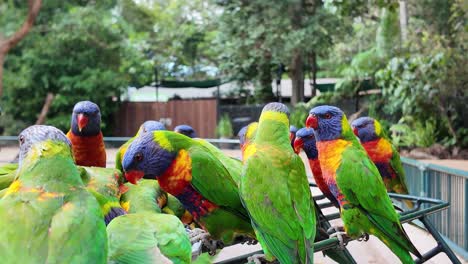 A-flock-of-active-Rainbow-Lorikeet-birds-gathered-around-to-feed-and-socialise