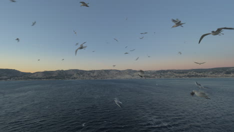 Seagulls-following-the-cruise-ship