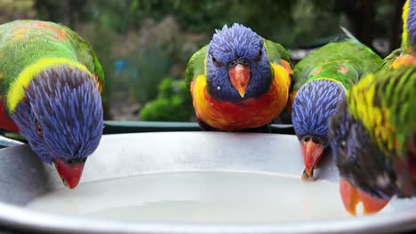 Australische-Einheimische-Regenbogenloris-Vögel-Versammeln-Sich-In-Einer-Sozialen-Gruppe,-Um-Sich-Aus-Einem-Vogelnapf-Zu-Ernähren