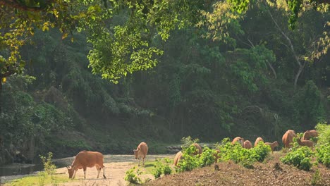 An-individual-moving-away-from-the-herd-going-to-the-left-as-others-feed-on-green-plants,-Tembadau-or-Banteng-Bos-javanicus,-Thailand