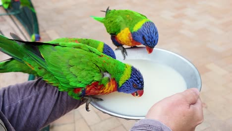 Brightly-coloured-Rainbow-Lorikeet-birds-perched-on-a-womens-arm-as-they-gently-feed-from-a-bowl