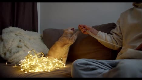 Close-up-shot-of-a-guy-in-a-light-sweatshirt-playing-with-a-red-cat-using-a-ribbon-near-a-New-Year's-garland-that-glows-on-the-sofa-during-the-New-Year-in-winter