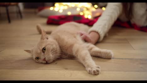 Close-up-shot-of-a-cream-colored-cat-lying-on-the-floor-near-its-owner,-a-brunette-girl-in-a-White-sweater-who-is-stroking-the-cat-in-a-cozy-room-decorated-in-New-Year's-style