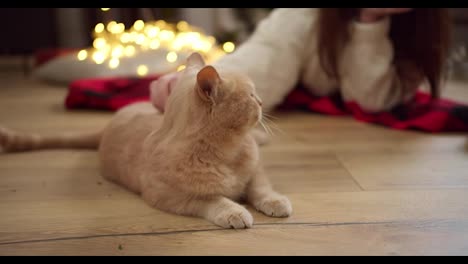 Close-up-shot-of-a-brunette-girl-in-a-white-sweater-stroking-her-cream-colored-cat-lying-on-the-floor-near-a-red-blanket-and-sitting-with-a-yellow-New-Year's-garland-in-a-cozy-apartment-in-winter