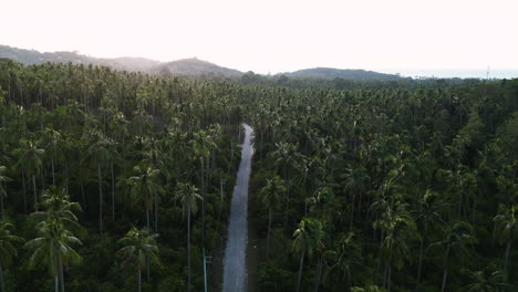 Luftaufnahme-Der-Grünen-Natürlichen-Dschungelwaldvegetation-Mit-Kokospalmen-Drohnenaufnahmen-Des-Tropischen-Paradieses