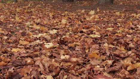 Der-Mann-Läuft-Auf-Herbstblättern,-Die-Unter-Seinen-Füßen-Rascheln,-Und-Genießt-Die-Ruhige,-Kühle-Atmosphäre