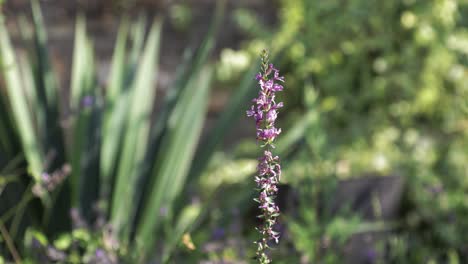 In-Einem-Garten-Besticht-Eine-Einzelne-Violette-Blume-Durch-Ihre-Lebendigen-Farbtöne-–-Der-Zarte-Charme-Der-Natur-In-Voller-Blüte