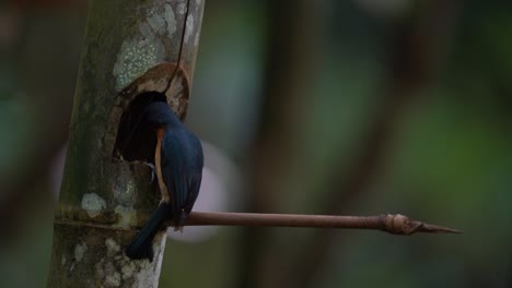Un-Hermoso-Pájaro-De-Plumas-Azules-Llamado-Papamoscas-Gusano-Está-Visitando-A-Sus-Crías-En-Un-Nido-De-Bambú