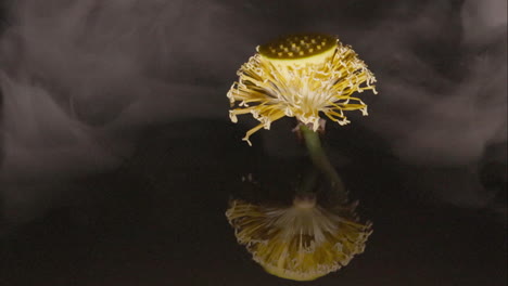 Lotus-flower-seed-head-reflecting-on-the-water-surface-with-swirling-mist