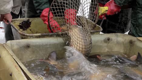 Fisherman-sorting-fish-that's-just-been-caught-in-the-sea-with-people-stock-footage-stock-video