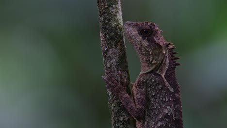 Closer-look-as-if-not-moving-but-tilts-its-head-a-little,-Scale-bellied-Tree-Lizard-Acanthosaura-lepidogaster,-Thailand