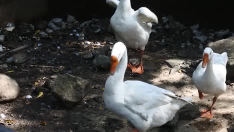 Family-of-goose-fowl-relaxing-in-bird-sanctuary