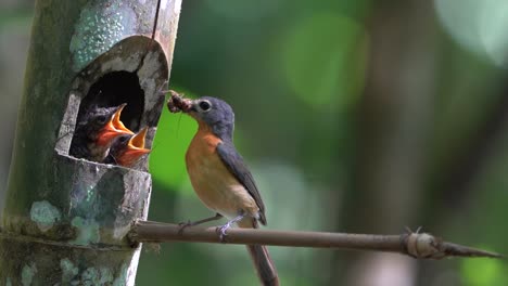 Ein-Fliegenschnäpper-Wurmvogel-Füttert-Seine-Jungen-In-Einem-Bambuslochnest