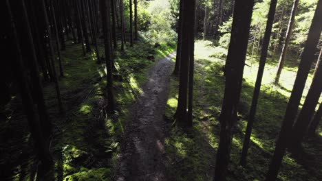 Aerial-forest-woods-in-summer-lush-green-pine-trees,-warm-evening-sun-shining,-walking-path