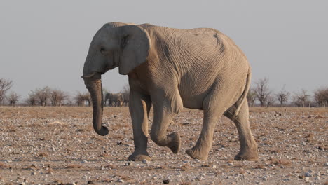 Afrikanischer-Buschelefant,-Der-Durch-Afrikanische-Landschaft-Läuft