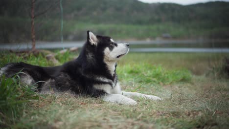 An-Alaskan-Malamute-Peacefully-Lounging-by-the-Lakeshore,-Set-Against-the-Backdrop-of-a-Majestic-Mountain-Range-in-Hildremsvatnet,-Trondelag-County,-Norway---Close-Up