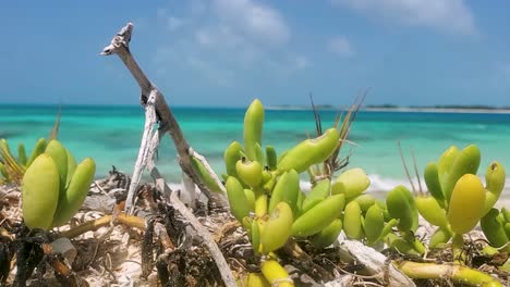 Shoreline-purslane-herb-grows-in-white-sand-beach-coast-caribbean-sea,-close-up