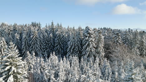 Bosque-Invernal-Reveló-Montañas-De-Los-Alpes-Cerca-De-Lausana,-Cantón-De-Vaud,-Suiza