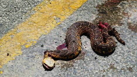 Dead-puff-adder-next-to-highway-yellow-line,-flies-swarm-roadkill-incident