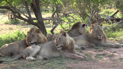 Eine-Koalition-Aus-Vier-Jungen-Männlichen-Löwen,-Die-Gemeinsam-Im-Schatten-Eines-Baumes-Ruhen