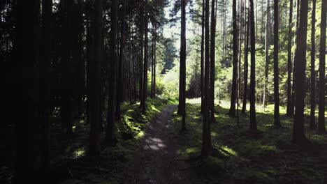 forest-woods-in-summer-lush-green-pine-tree-branches,-warm-evening-sun-shining,-walking-path,-flying-up