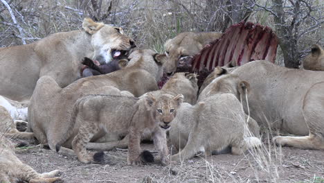 Los-Cachorros-Se-Mueven-Junto-A-Leones-Adultos-Alimentándose-De-La-Matanza-En-El-Matorral,-Vista-Cercana