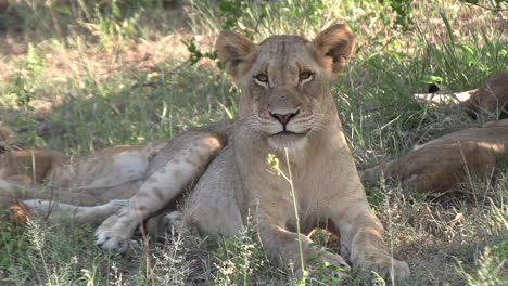 Resting-lioness-yawns-next-to-others-on-grass-in-shade,-close-view