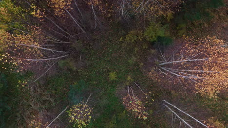 Toma-Aérea-De-Drones-De-Hermosos-árboles-De-Color-Verde-Y-Amarillo-En-El-Bosque-Natural