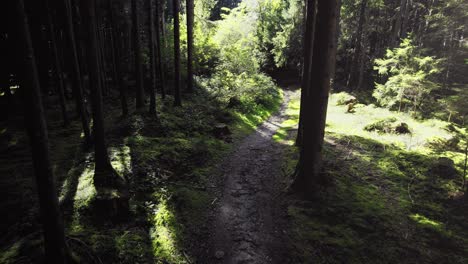 Forest-woods-in-summer-lush-green-pine-tree-branches,-warm-evening-sun-shining,-walking-path