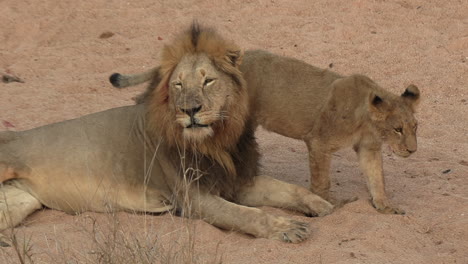 Cub-interacts-with-yawning-male-lion-resting-on-sandy-ground,-zoom-in