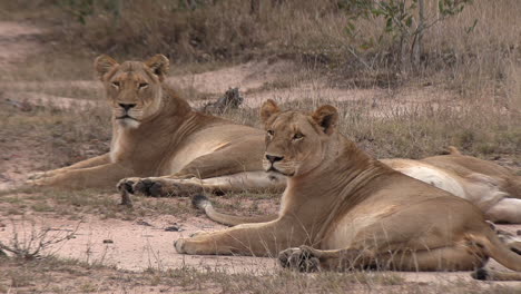 Close-view-of-lionesses-resting-and-watching-something-intently