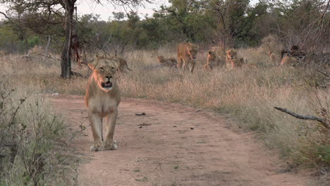 Lioness-stands-on-dirt-road-with-rest-of-pride-behind-her-in-bushland