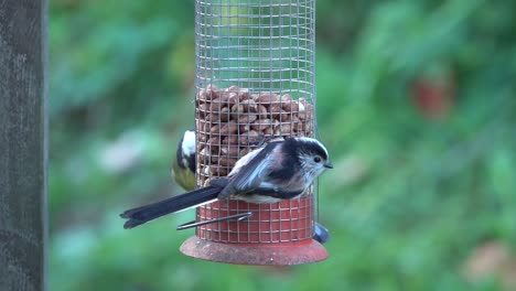 Great-tit,long-tailed-tit-and-blue-tit-feeding-on-a-peanut-feeder