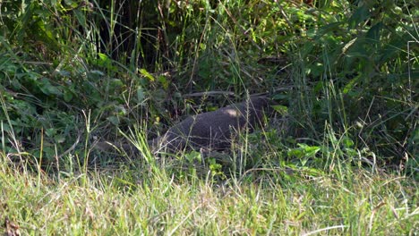 A-mongoose-looking-around-before-disappearing-into-the-tall-grass