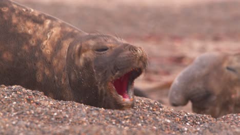 Female-Elephant-Seal-giving-out-a-wide-Yawn-exposing-here-bright-red-mouth-and-teeth