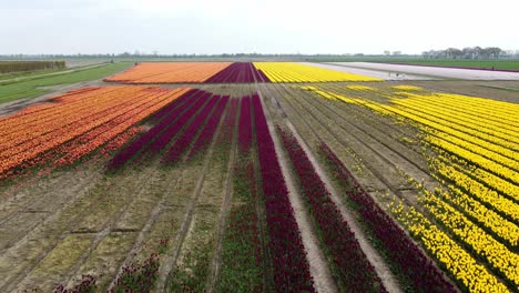 Gran-Campo-De-Tulipanes-En-La-Parte-Occidental-De-Los-Países-Bajos.