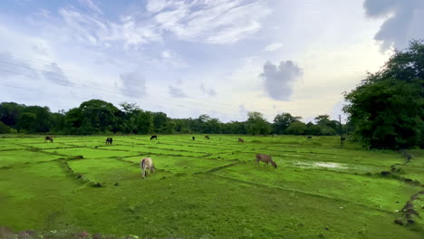 Kühe-Grasen-Auf-Der-Grünen-Wiese-Goa-Indien-4k