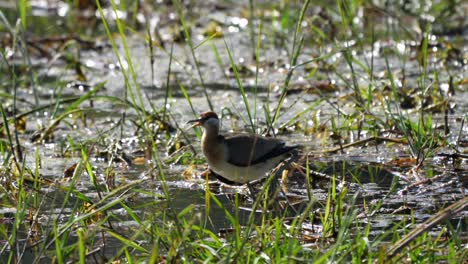 A-juvenile-bronze-winged-jacana-in-the-marsh-of-the-Chitwan-National-Park-in-Nepal