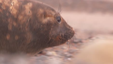 Super-closeup-of-a-seal-female-advancing-forward-over-the-sandy-beach-as-the-sand-blows-with-motion