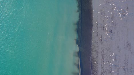 Unique-Drone-view-looking-vertically-down-at-the-sea,-waves,-beach-and-flock-of-gulls-on-the-side,-pattern-interesting