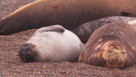 Cute-little-baby-seal-plays-around-besides-its-sleeping-mother-on-the-beach
