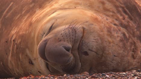 Tilt-Down-on-a-huge-Elephant-Seal-Male-Sleeping-on-the-sandy-beach-with-its-funny-long-nose