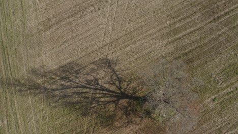 Aerial-zoom-out-of-bare-tree-shadow-in-agricultural-field-on-a-sunny-spring-day
