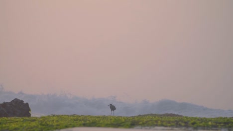 Eine-Vogelsilhouette-Am-Korallenstrand-Mit-Rollender-Meereswelle-Im-Hintergrund