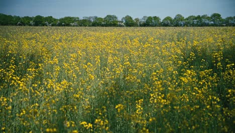Feld-Mit-Gelben-Rapsblüten,-Die-Im-Späten-Frühling-In-Dänemark-Blühen